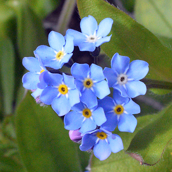 Flower of Wood Forget-Me-Not  