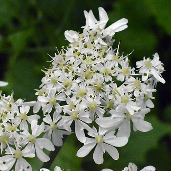 Flower of Common Hogweed