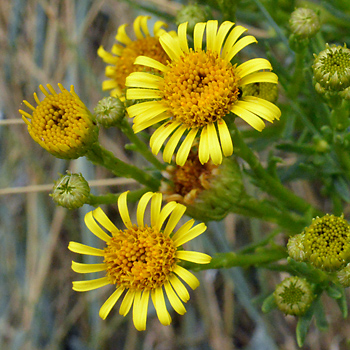 Flower of Golden Samphire 