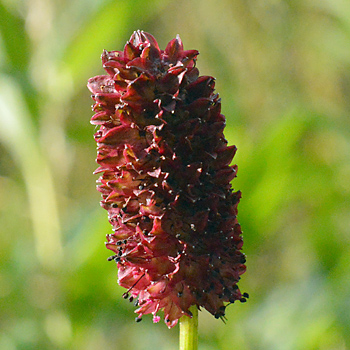 Flower of Great Burnet 