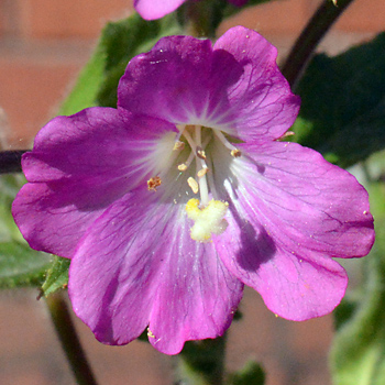 Flower of Great Willowherb