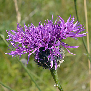 Flower of Greater Knapweed