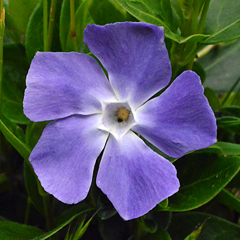 Flower of Greater Periwinkle 