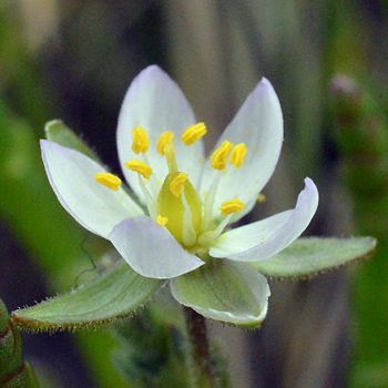 Flower of Greater Sea-Spurrey 