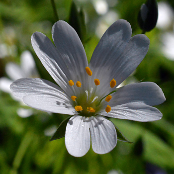 Flower of Greater Stitchwort 