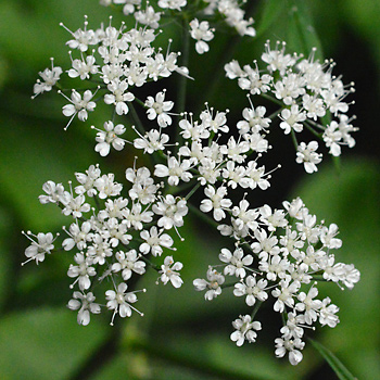Flower of Ground Elder