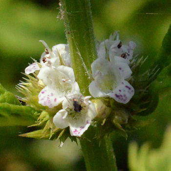 Flower of Gypsywort  