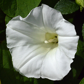 Flower of Hedge Bindweed