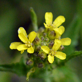 Flower of Common Hedge Mustard