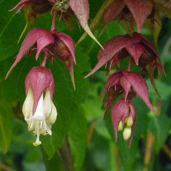 Flower of Himalayan Honeysuckle 