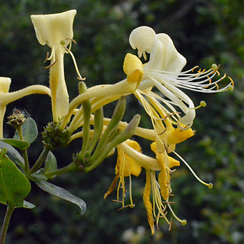 Flower of Wild Honeysuckle