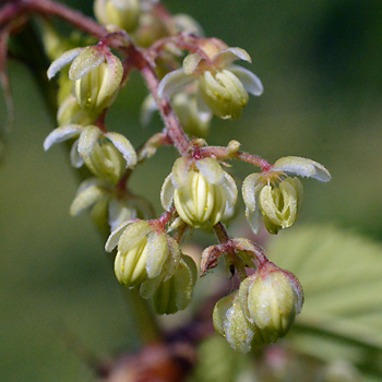 Flower of Common Hop  