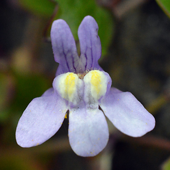 Flower of Ivy-Leaved Toadflax