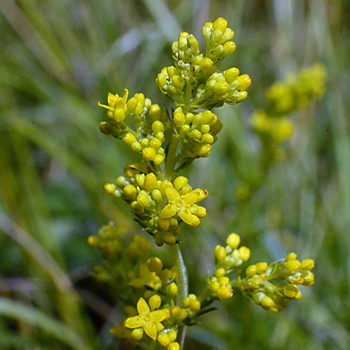 Flower of Lady's Bedstraw 