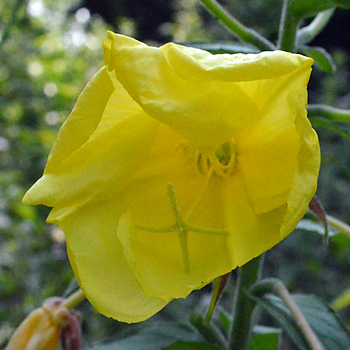 Flower of Large-Flowered Evening Primrose 