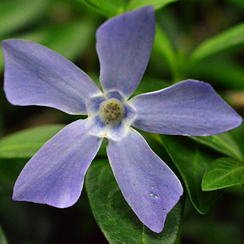 Flower of Lesser Periwinkle 
