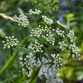 Flower of Lesser Water Parsnip