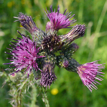 Flower of Marsh Thistle 