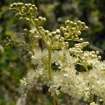 Flower of Meadowsweet  