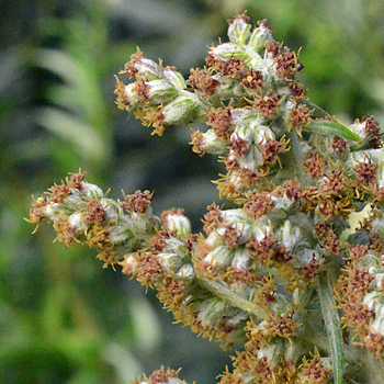 Flower of Mugwort
