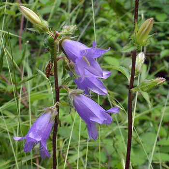 Flower of Nettle-Leaved Bellflower