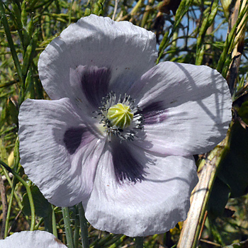 Flower of Opium Poppy