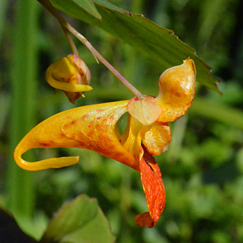 Flower of Orange Balsam 