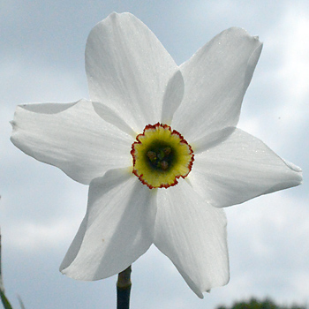 Flower of Pheasant's Eye Narcissus