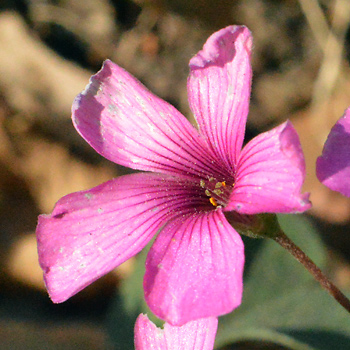 Flower of Pink Sorrel