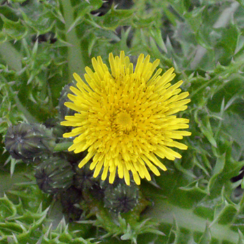 Flower of Prickly Sow Thistle