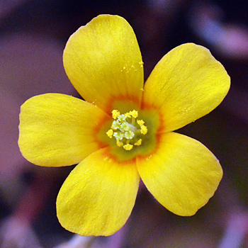 Flower of Procumbent Yellow Sorrel