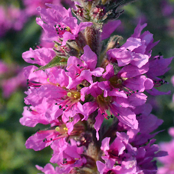 Flower of Purple Loosestrife 