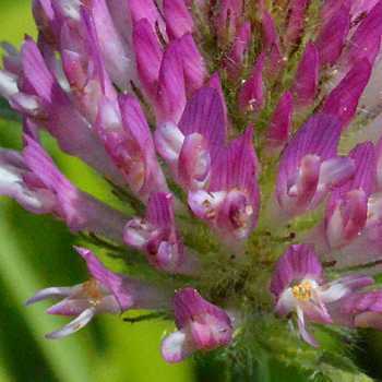 Flower of Red Clover