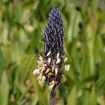 Flower of Ribwort Plantain