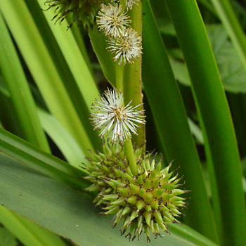 Flower of Branched Bur-Reed 