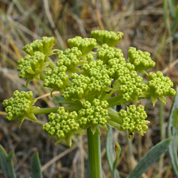 Flower of Rock Samphire 