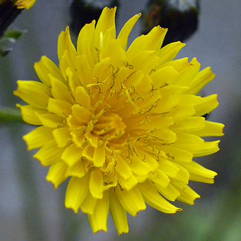 Flower of Beaked Hawksbeard 