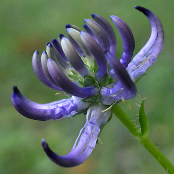 Flower of Round-Headed Rampion 