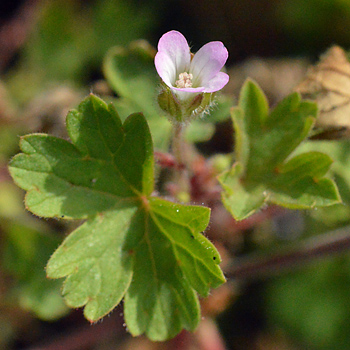 Flower of Round-Leaved Cranesbill 