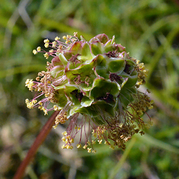 Flower of Salad Burnet