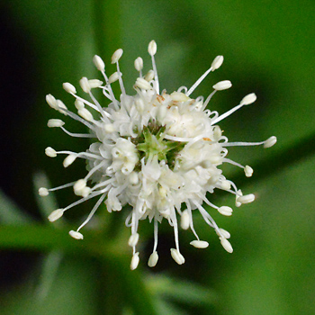 Flower of Wood Sanicle  