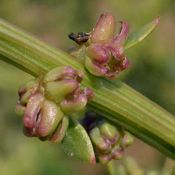 Flower of Sea Beet