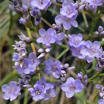 Flower of Common Sea-Lavender  