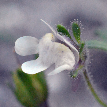 Flower of Small Toadflax