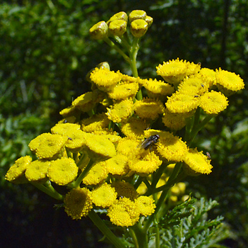 Flower of Tansy  