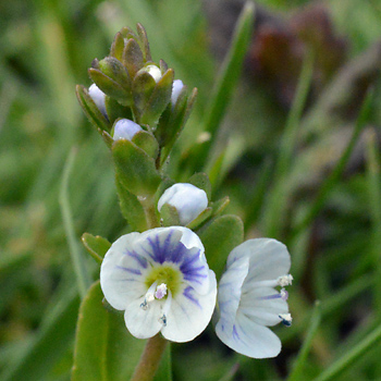 Flower of Thyme-Leaved Speedwell