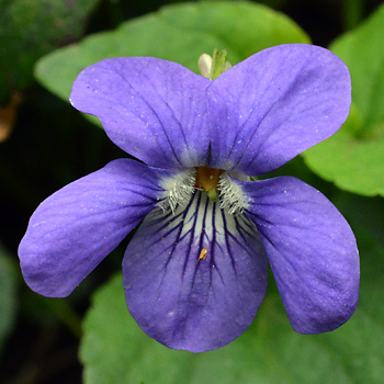 Flower of Common Dog Violet