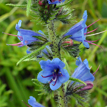 Flower of Viper's Bugloss 