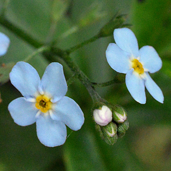 Flower of Water Forget-Me-Not 
