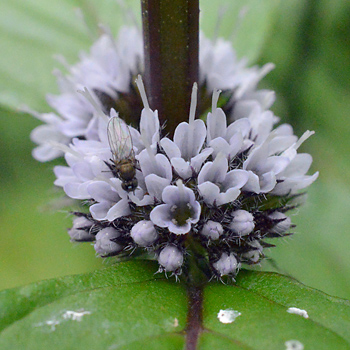 Flower of Water Mint 